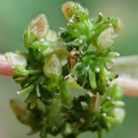 Laportea interrupta (L.) Chew